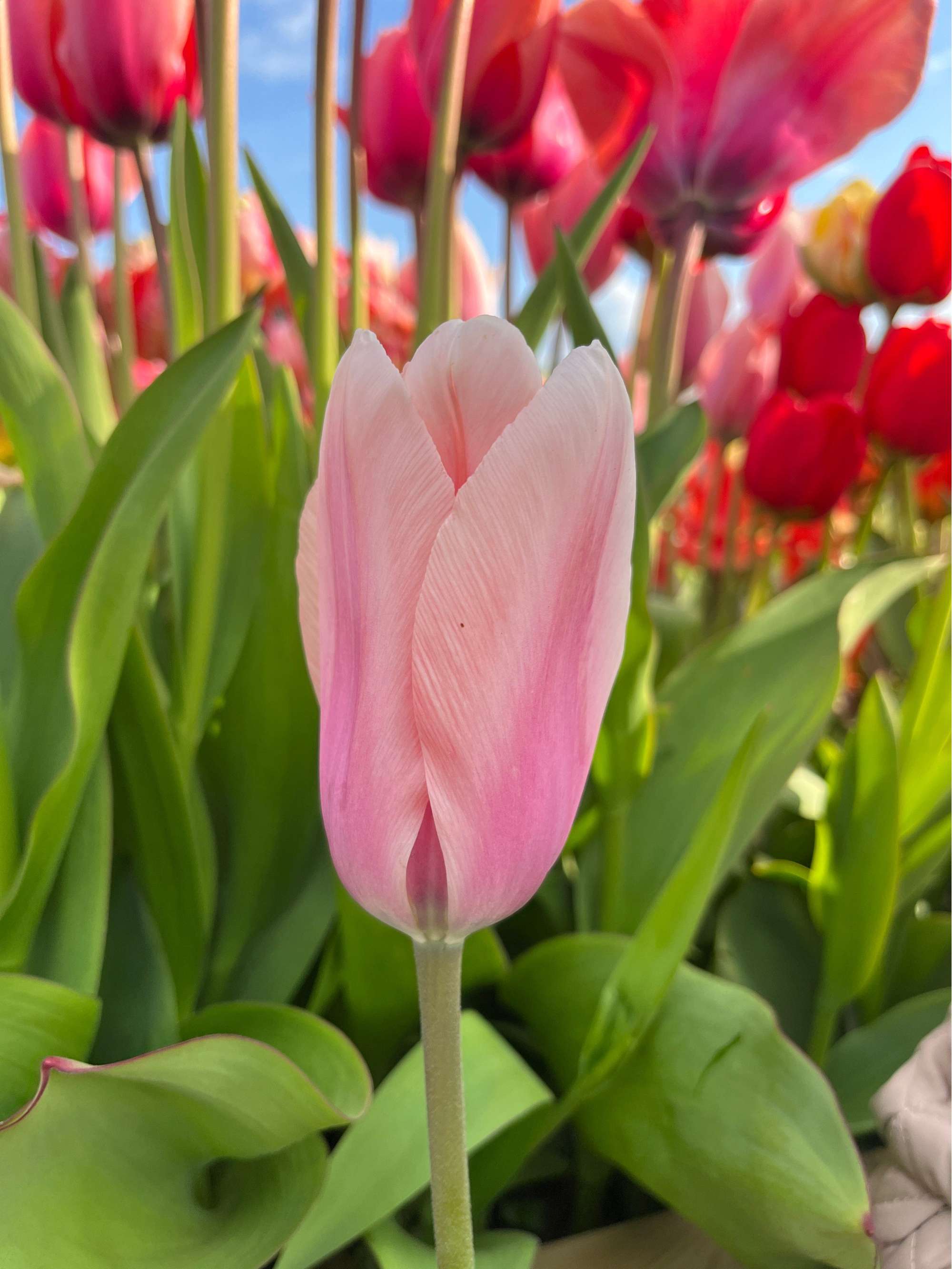 Tulpan 'Apricot Beauty'